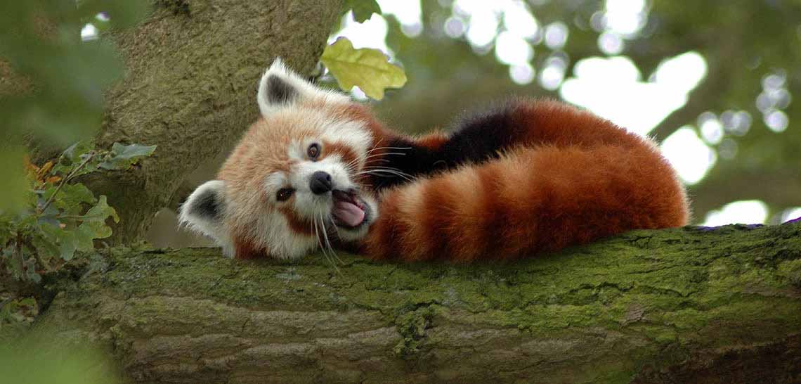 Himalayan Safaris-Sikkim Himalayan Safaris-Sikkim